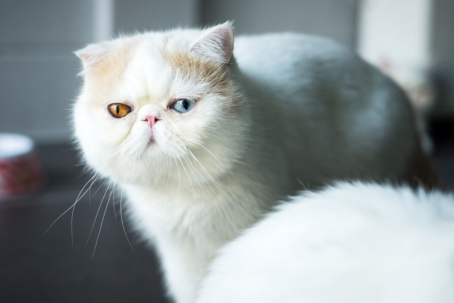 Exotic Shorthair Cat